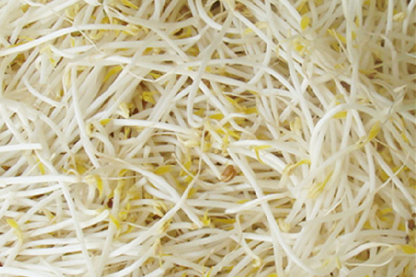 綠豆芽的功效和作用 綠豆芽可以經(jīng)常吃嗎 綠豆芽的功效和作用 綠豆芽可以經(jīng)常吃嗎