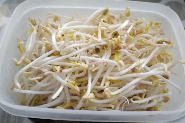 綠豆芽有點(diǎn)發(fā)紅能吃嗎 綠豆芽隔夜可以吃嗎 綠豆芽有點(diǎn)發(fā)紅能吃嗎 綠豆芽隔夜可以吃嗎