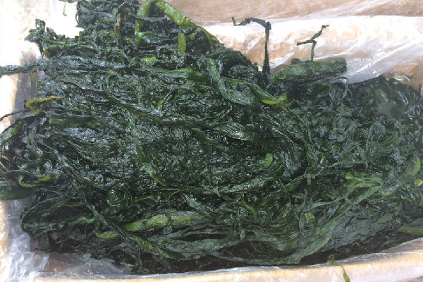 裙帶菜是高嘌呤食物嗎 裙帶菜痛風的人可以吃嗎 裙帶菜是高嘌呤食物嗎 裙帶菜痛風的人可以吃嗎