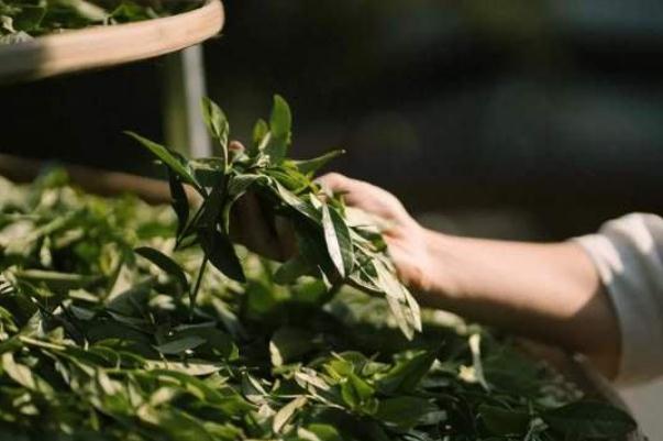 巖茶孕婦可以喝嗎 巖茶的特點和口感 巖茶孕婦可以喝嗎 巖茶的特點和口感