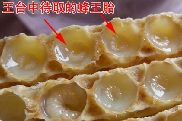 蜂王胎片有沒(méi)有副作用 蜂王胎片有子宮肌瘤的人可以吃嗎 蜂王胎片有沒(méi)有副作用 蜂王胎片有子宮肌瘤的人可以吃嗎