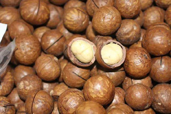 夏威夷果脂肪含量高嗎 夏威夷果減肥期間可以吃嗎 夏威夷果脂肪含量高嗎 夏威夷果減肥期間可以吃嗎