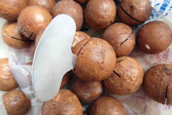 夏威夷果脂肪含量高嗎 夏威夷果減肥期間可以吃嗎 夏威夷果脂肪含量高嗎 夏威夷果減肥期間可以吃嗎