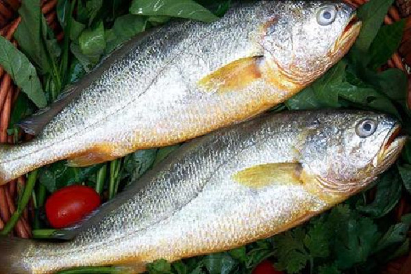 黃花魚的熱量是多少大卡 黃花魚減肥可以吃嗎 黃花魚的熱量是多少大卡 黃花魚減肥可以吃嗎