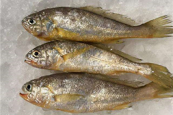 黃花魚和黃魚有什么區(qū)別 黃花魚和小黃魚是一種魚嗎 黃花魚和黃魚有什么區(qū)別 黃花魚和小黃魚是一種魚嗎