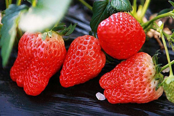 草莓的糖分含量高嗎 草莓的升糖指數(shù)高嗎 草莓的糖分含量高嗎 草莓的升糖指數(shù)高嗎