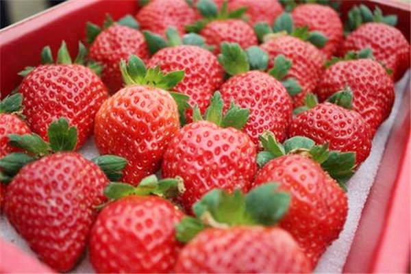 草莓可以空腹吃嗎 草莓什么時(shí)間吃好 草莓可以空腹吃嗎 草莓什么時(shí)間吃好