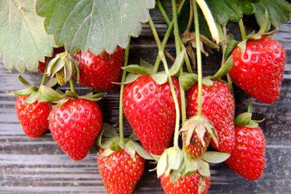 草莓可以空腹吃嗎 草莓什么時(shí)間吃好 草莓可以空腹吃嗎 草莓什么時(shí)間吃好