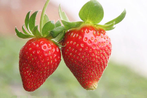 草莓不能和什么同食 草莓不適合什么人吃 草莓不能和什么同食 草莓不適合什么人吃