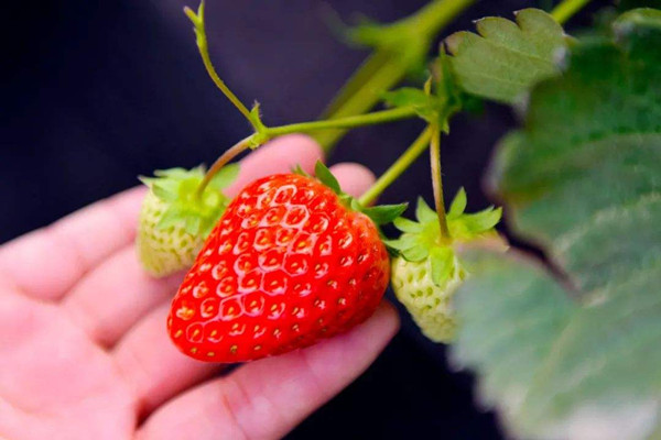 草莓不能和什么同食 草莓不適合什么人吃 草莓不能和什么同食 草莓不適合什么人吃