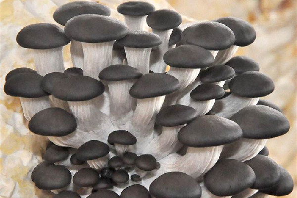 姬菇什么人不能吃 姬菇不能和什么同吃 姬菇什么人不能吃 姬菇不能和什么同吃