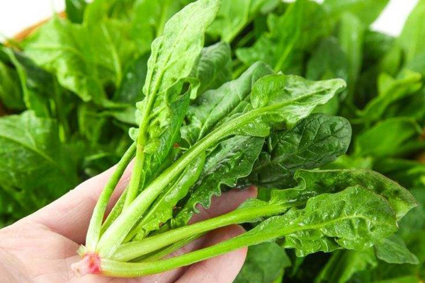 菠菜吃多了有什么影響 菠菜一天吃多少合適 菠菜吃多了有什么影響 菠菜一天吃多少合適