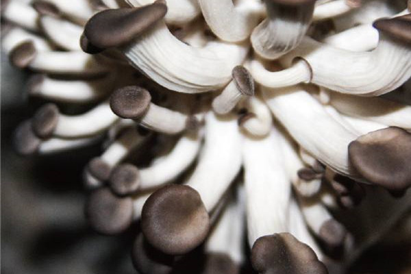 姬菇煮多久可以吃 姬菇煮熟可以隔夜吃嗎 姬菇煮多久可以吃 姬菇煮熟可以隔夜吃嗎