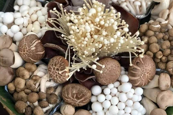 蘑菇長(zhǎng)白毛了還能吃嗎 蘑菇什么情況下就不能吃了 蘑菇長(zhǎng)白毛了還能吃嗎 蘑菇什么情況下就不能吃了