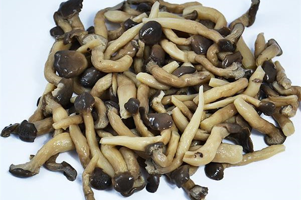 姬菇的功效和作用 姬菇可以煮湯嗎 姬菇的功效和作用 姬菇可以煮湯嗎