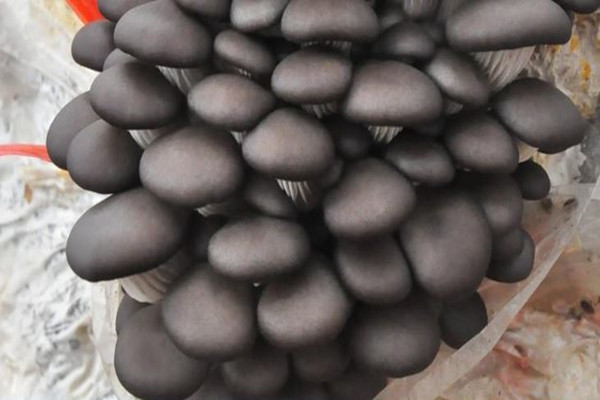 姬菇煮多久可以吃 姬菇煮熟可以隔夜吃嗎 姬菇煮多久可以吃 姬菇煮熟可以隔夜吃嗎