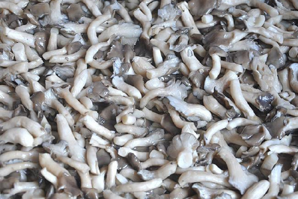 姬菇有沒有毒 姬菇怎么做好吃 姬菇有沒有毒 姬菇怎么做好吃