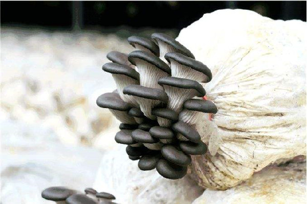 姬菇煮多久可以吃 姬菇煮熟可以隔夜吃嗎 姬菇煮多久可以吃 姬菇煮熟可以隔夜吃嗎