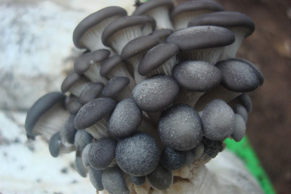 姬菇有沒有毒 姬菇怎么做好吃 姬菇有沒有毒 姬菇怎么做好吃