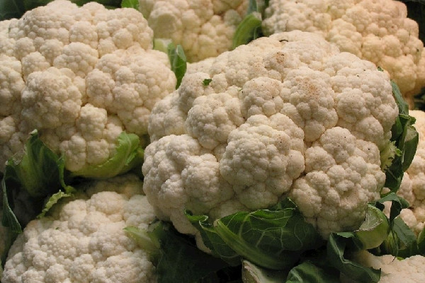 花菜怎么洗才洗的干凈 花菜有蟲子嗎 花菜怎么洗才洗的干凈 花菜有蟲子嗎