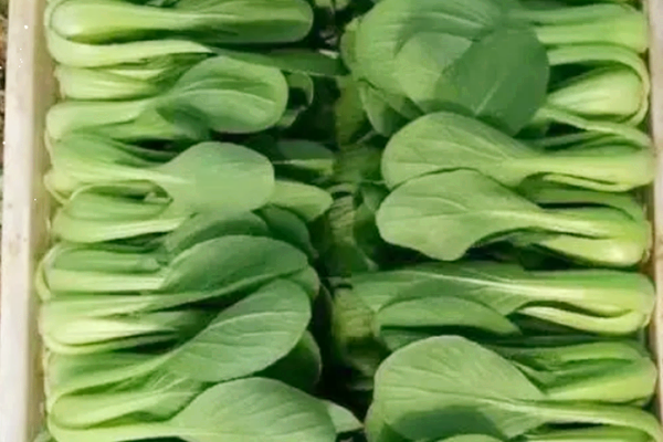 上海青需要焯水嗎 上海青可以煮著吃嗎 上海青需要焯水嗎 上海青可以煮著吃嗎