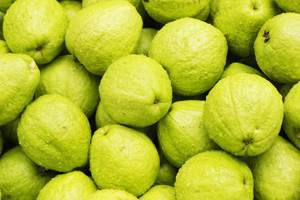 番石榴是熱性的嗎 番石榴是哪個季節(jié)的水果 番石榴是熱性的嗎 番石榴是哪個季節(jié)的水果