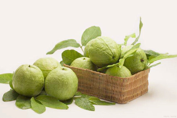 番石榴的皮能吃嗎 番石榴要放軟了才能吃嗎 番石榴的皮能吃嗎 番石榴要放軟了才能吃嗎