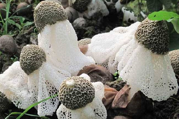 竹蓀哪些地方不能吃 竹蓀有裙子好還是無裙子好 竹蓀哪些地方不能吃 竹蓀有裙子好還是無裙子好