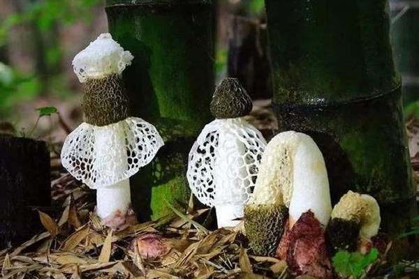 竹蓀哪些地方不能吃 竹蓀有裙子好還是無裙子好 竹蓀哪些地方不能吃 竹蓀有裙子好還是無裙子好