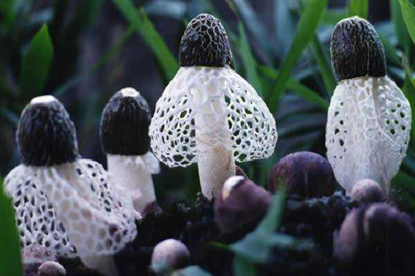 竹蓀味道怪怪的可以吃嗎 竹蓀變質(zhì)是什么樣子 竹蓀味道怪怪的可以吃嗎 竹蓀變質(zhì)是什么樣子