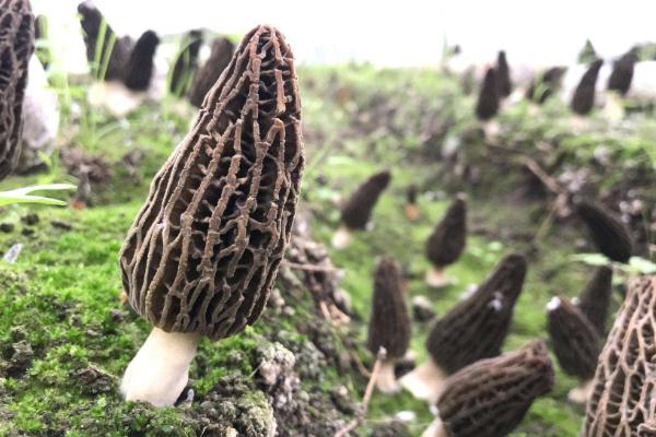 羊肚菌是大的好還是小的好 羊肚菌是什么味道 羊肚菌是大的好還是小的好 羊肚菌是什么味道