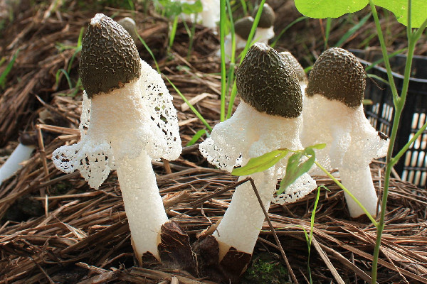 竹蓀是什么東西 竹蓀是菌菇類嗎 竹蓀是什么東西 竹蓀是菌菇類嗎