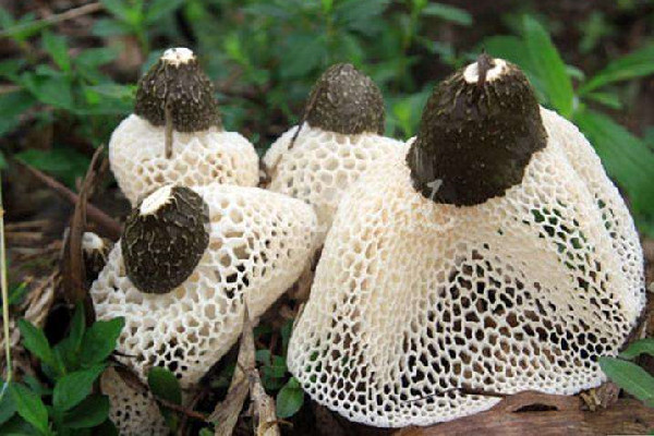 竹蓀適合孕婦吃嗎 竹蓀吃之前要泡嗎 竹蓀適合孕婦吃嗎 竹蓀吃之前要泡嗎