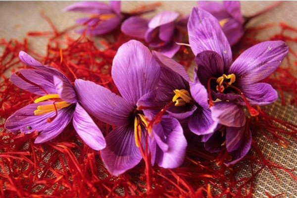 藏紅花可以用來泡腳嗎 藏紅花泡腳有什么功效 藏紅花可以用來泡腳嗎 藏紅花泡腳有什么功效