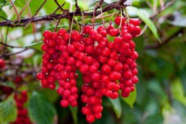 五味子有保肝護肝的作用嗎 五味子治肝病嗎 五味子有保肝護肝的作用嗎 五味子治肝病嗎