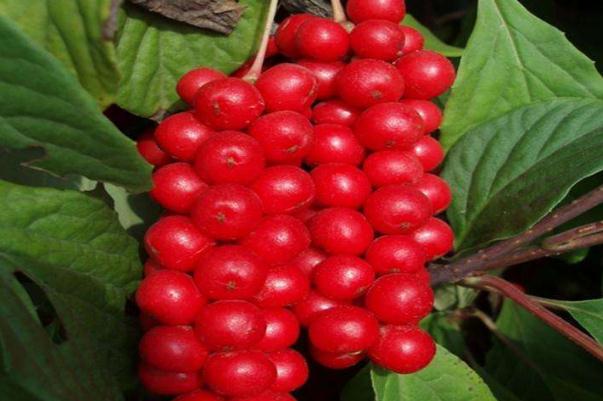五味子是枸杞子嗎 五味子有副作用嗎 五味子是枸杞子嗎 五味子有副作用嗎
