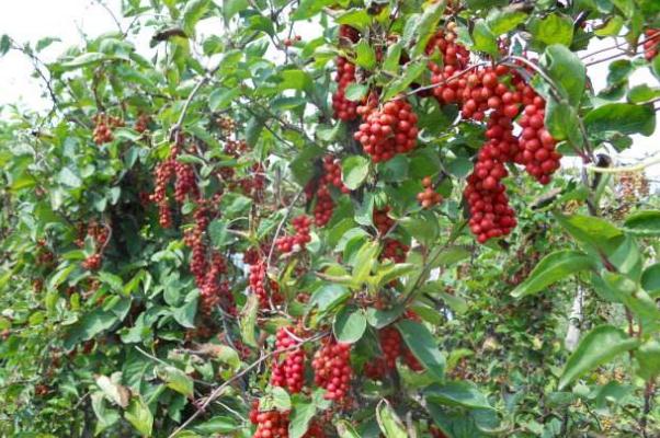 五味子有保肝護肝的作用嗎 五味子治肝病嗎 五味子有保肝護肝的作用嗎 五味子治肝病嗎