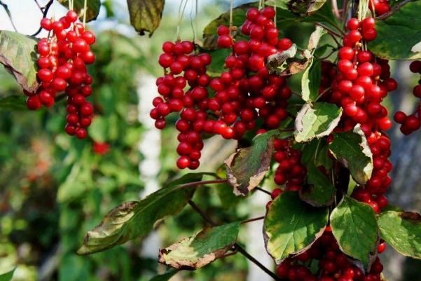 五味子是哪五種味道 五味子是溫性還是寒性 五味子是哪五種味道 五味子是溫性還是寒性