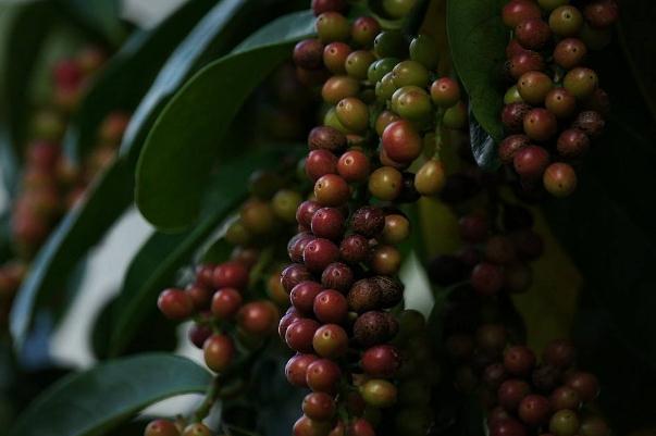 五味子是枸杞子嗎 五味子有副作用嗎 五味子是枸杞子嗎 五味子有副作用嗎