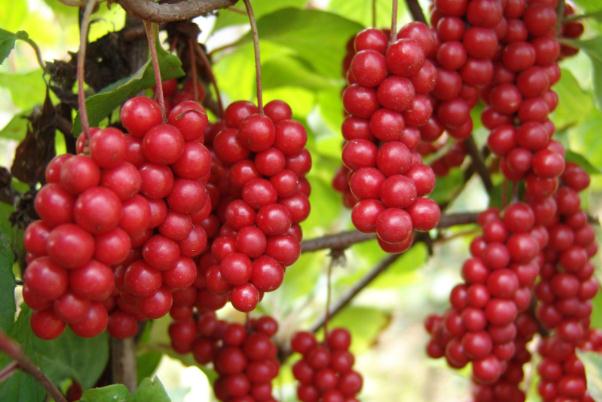 五味子的主要功效與作用 五味子的用法用量 五味子的主要功效與作用 五味子的用法用量