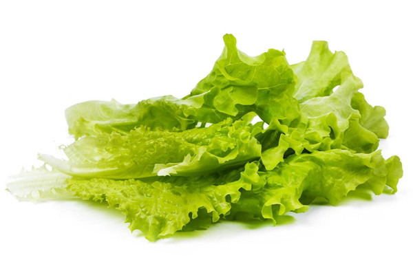 生菜常溫下可以放多久 生菜可以放冰箱保存嗎 生菜常溫下可以放多久 生菜可以放冰箱保存嗎