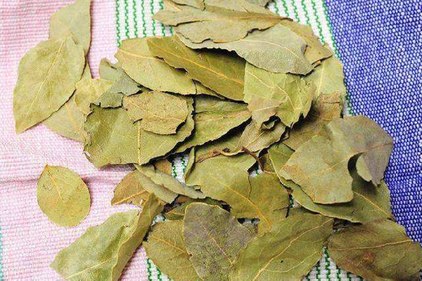 香葉可以煲湯嗎 香葉煲湯放多少