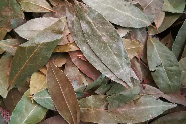 香葉有保質(zhì)期限嗎 香葉怎么保存 香葉有保質(zhì)期限嗎 香葉怎么保存