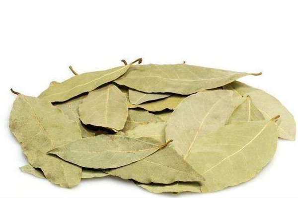 香葉放多了會苦嗎 香葉放多了有什么危害 香葉放多了會苦嗎 香葉放多了有什么危害