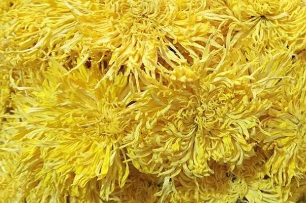 金絲皇菊會上火嗎 金絲皇菊會拉肚子嗎 金絲皇菊會上火嗎 金絲皇菊會拉肚子嗎