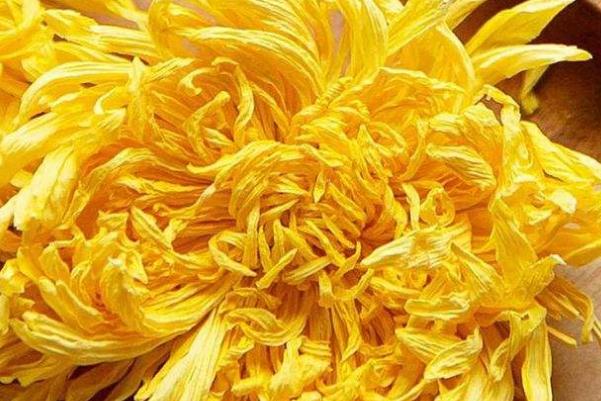 金絲皇菊的功效與作用 金絲皇菊和胎菊哪個好 金絲皇菊的功效與作用 金絲皇菊和胎菊哪個好