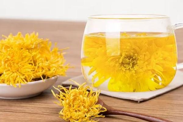 金絲皇菊會上火嗎 金絲皇菊會拉肚子嗎 金絲皇菊會上火嗎 金絲皇菊會拉肚子嗎