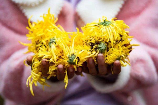 金絲皇菊有蟲子正常嗎 如何選擇好的金絲皇菊 金絲皇菊有蟲子正常嗎 如何選擇好的金絲皇菊