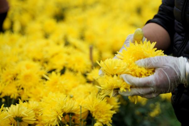 金絲皇菊要不要洗 金絲皇菊怎么泡 金絲皇菊要不要洗 金絲皇菊怎么泡