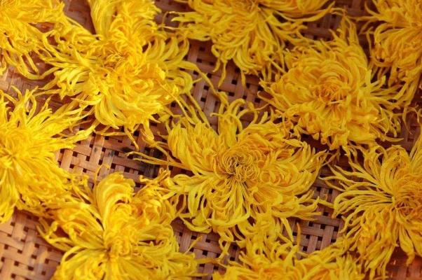 金絲皇菊會上火嗎 金絲皇菊會拉肚子嗎 金絲皇菊會上火嗎 金絲皇菊會拉肚子嗎